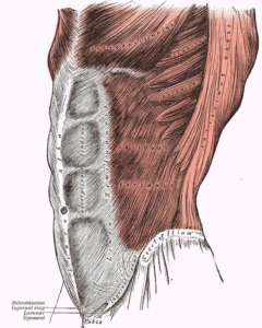 En la imagen vemos la línea alba, rectos abdominales y oblicuo externo. Fuente: Wikipedia